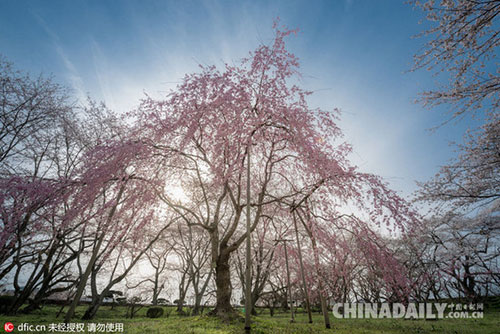 日本又到樱花季,意大利摄影师镜头下的极致盛景