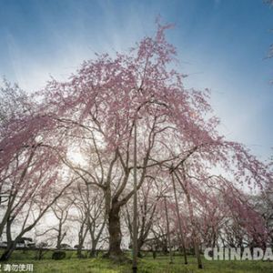 日本又到樱花季,意大利摄影师镜头下的极致盛景