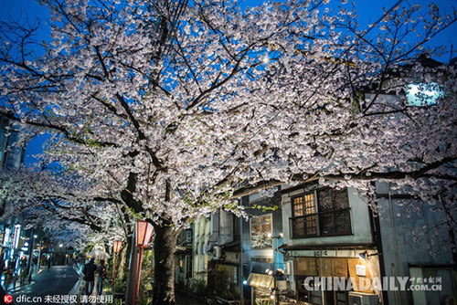 日本又到樱花季,意大利摄影师镜头下的极致盛景