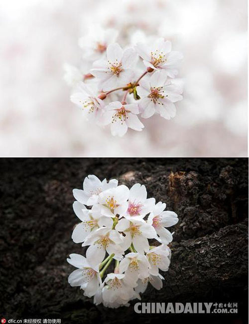 日本又到樱花季,意大利摄影师镜头下的极致盛景