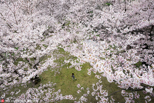 日本又到樱花季,意大利摄影师镜头下的极致盛景