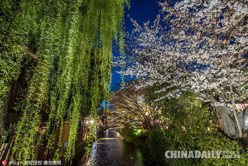 日本又到樱花季,意大利摄影师镜头下的极致盛景