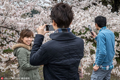 日本又到樱花季,意大利摄影师镜头下的极致盛景