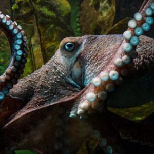 新西兰章鱼上演“越狱记” 想看看外面的世界