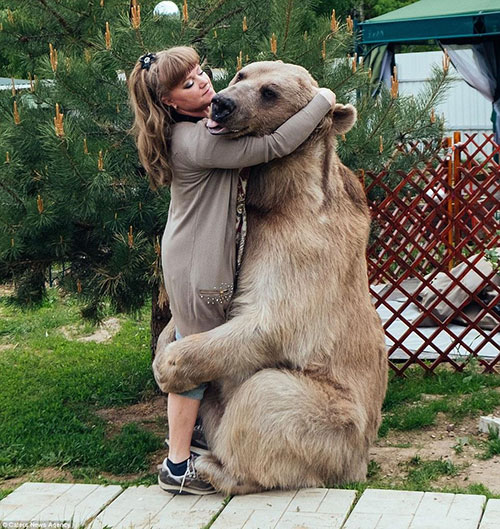 俄夫妇养270斤熊23年 每日同吃同住