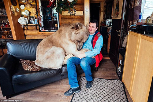 俄夫妇养270斤熊23年 每日同吃同住