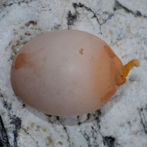 额！母鸡生下一个长尾巴的蛋