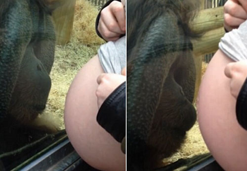 英国一大猩猩隔着玻璃抚摸孕妇肚子并献吻 萌翻网友