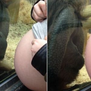 英国一大猩猩隔着玻璃抚摸孕妇肚子并献吻 萌翻网友