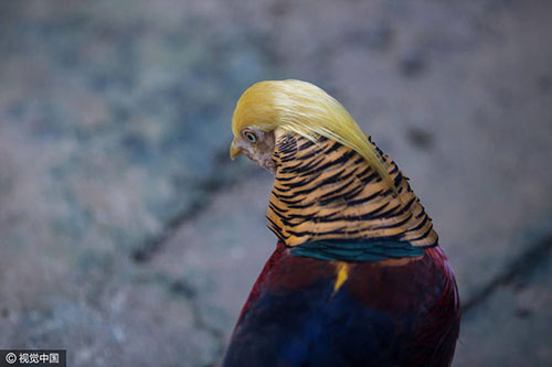 杭州山鸡走红 发色金黄油亮成了公鸡中的“战斗鸡”